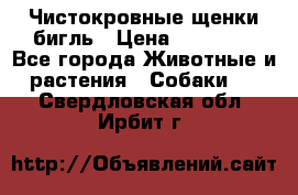 Чистокровные щенки бигль › Цена ­ 15 000 - Все города Животные и растения » Собаки   . Свердловская обл.,Ирбит г.